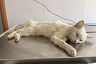 Под Саратовом ветеринары помогли тяжело заболевшему во время побега коту